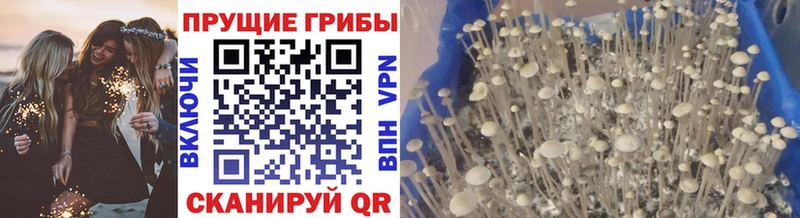 ОМГ ОМГ ТОР  Новохопёрск  Галлюциногенные грибы ЛСД 